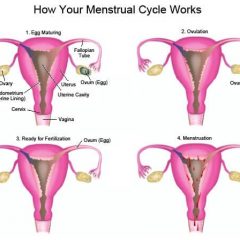 tahap menstruasi